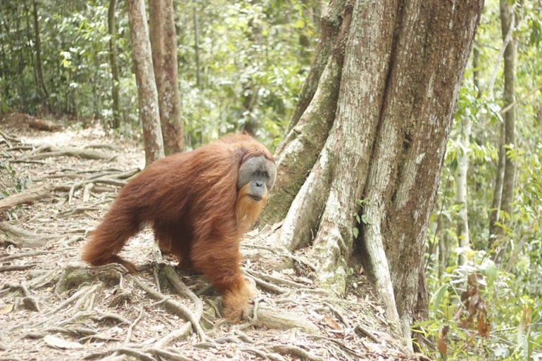Potopisno predavanje: Sumatra in Bali
