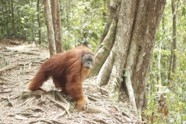 Potopisno predavanje: Sumatra in Bali