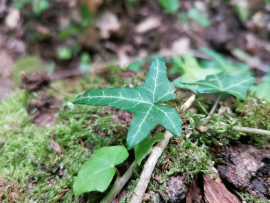 Zbiramo prijave na delavnico gozdne terapije